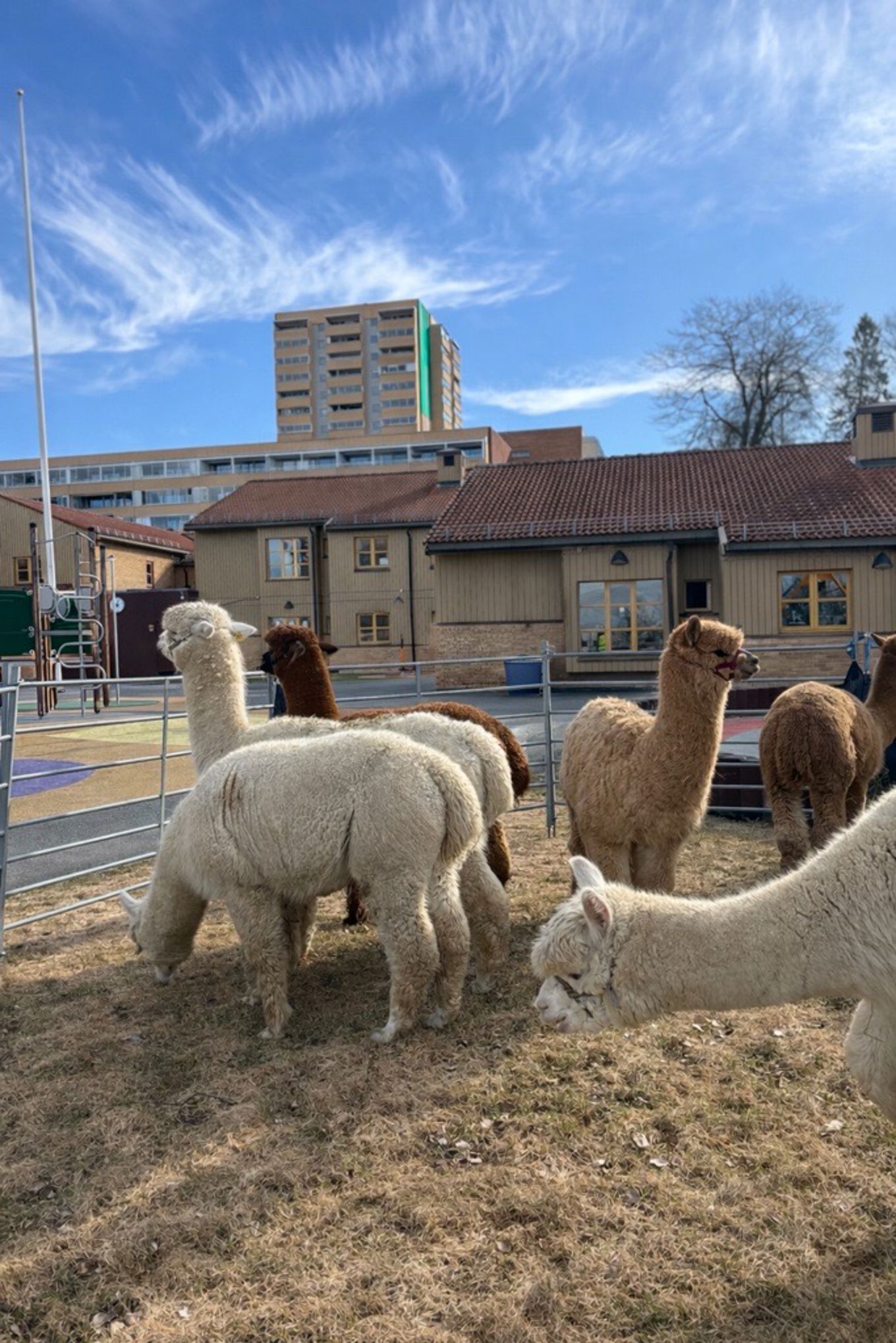 en gruppe lamaer i et inngjerdet område